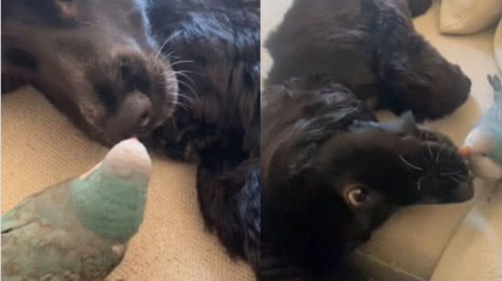 Reprodução / Redes sociais