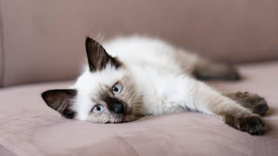 Ilustrativa / FreePik