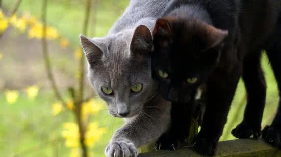 Ilustrativa / Pixabay