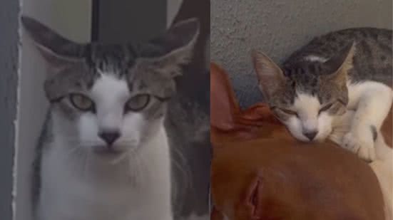 Reprodução / Redes sociais