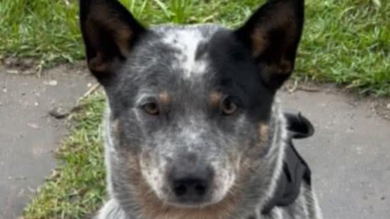 Reprodução / Redes Sociais