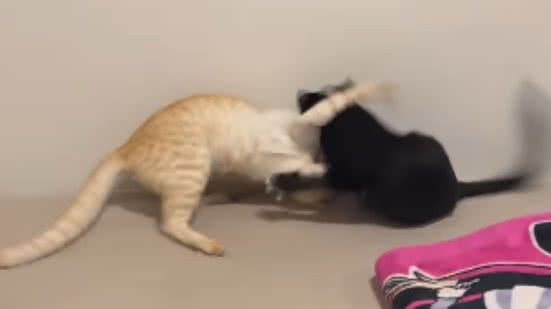 Reprodução / Redes sociais