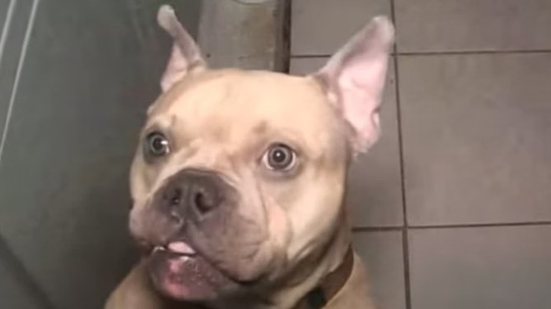 Reprodução/TV Band