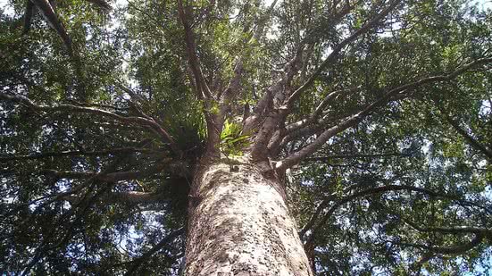 Divulgação / Pixabay