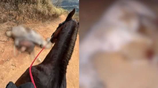 Imagem Cavalo mutilado até a morte causa indignação e mobiliza famosos; polícia investiga caso