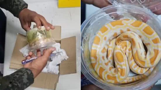 Divulgação