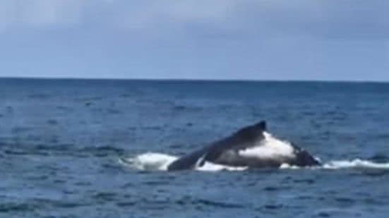 Reprodução/Redes Sociais