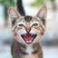 Gato mia à noite? Saiba causas e soluções para ajudar seu pet