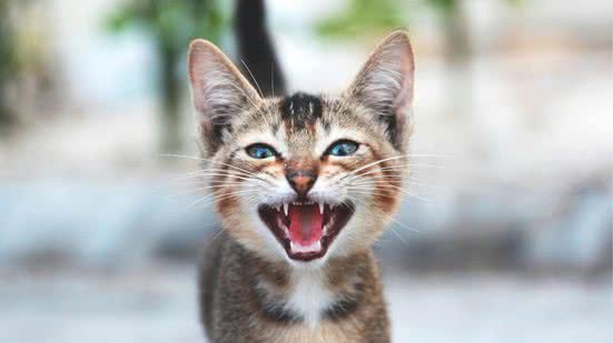 Foto: Ilustrativa / Canva