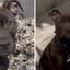 Pit bull \u0027vandaliza\u0027 sofá de casa e posa com carinha de inocente\u003B assista