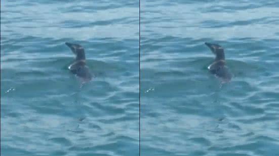 Reprodução/ Vídeo