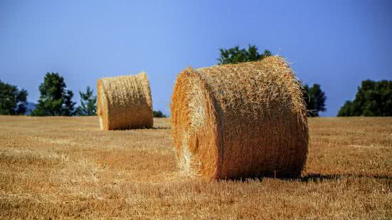 Divulgação / Pixabay