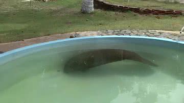 Reprodução/TV Globo