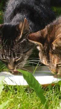 Saiba até que idade os gatos podem beber leite e os riscos do alimento no tempo errado