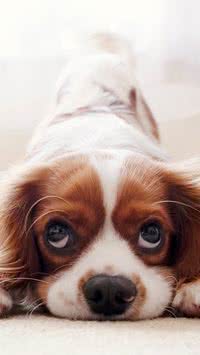 Saiba quais são as 5 raças de cães mais caras no Brasil