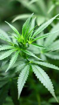 Saiba quais condições a substância derivada da maconha pode ajudar a tratar