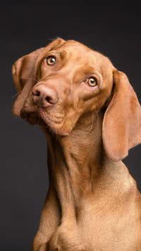 Saiba como identificar sinais de ansiedade em cachorros
