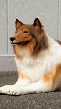 Conheça Toco, o japonês que viralizou por se fantasiar de cachorro