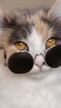Confira os gatinhos mais ricos do mundo
