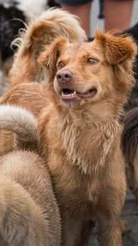 Saiba quais os principais cuidados que os tutores devem ter com cães idosos