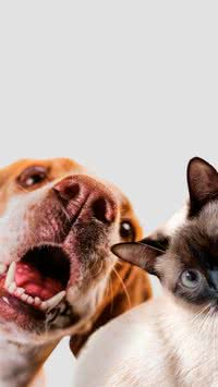 Brasil marca presença em ranking de tutores de pet mais felizes