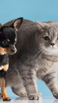 Veterinário explica benefícios e cuidados para a criação de pet de apoio emocional