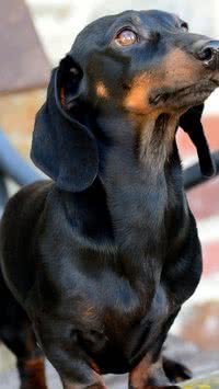 Especialista aponta cinco raças de cachorros que você não deve ter; confira