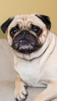 Saiba quais as raças de cachorro mais comuns no Brasil; seu pet está na lista?