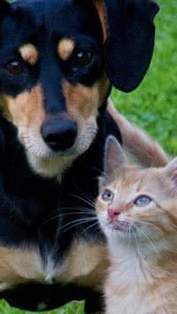 Saiba quais os nomes mais comuns de cães e gatos no Nordeste