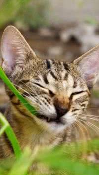 Gatos com dieta vegana são mais saudáveis, aponta estudo