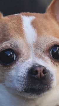 Covardes? Descubra quais são as raças de cães mais medrosas