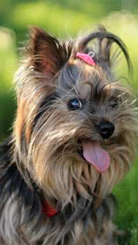 Lista aponta quais as raças de cães mais fedidas; seu pet está relacionado?