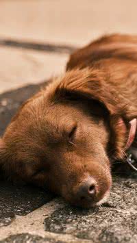 Morte de pet justifica falta no trabalho? Saiba quais possibilidades de acordos