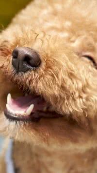 Saiba quais são as raças de cães mais saudáveis