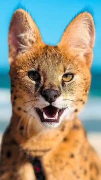 Gato mais caro do mundo é confundido com filhote de onça pintada; confira detalhes