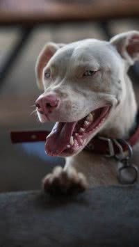 Raças semelhantes: Saiba como diferenciar cães terriers