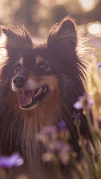 Com chegada de primavera, troca de pelos de pets pode gerar doenças dermatológicas; entenda