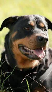 Cachorros: Conheça as raças mais bravas