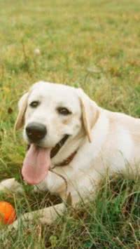 Saiba as diferentes personalidades de 5 raças de cachorro antes de adotar