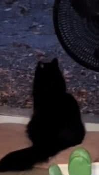 Gatinho atencioso convida amiguinho de rua para comer com ele todos os dias; assista