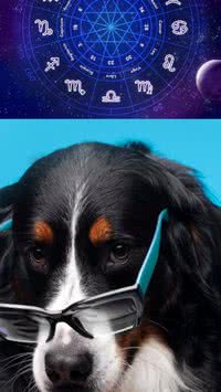 Como se comporta o cachorro de cada signo