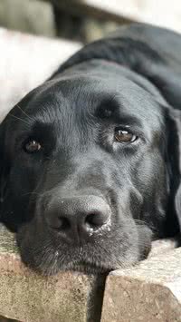 Saiba as raças de cães que não devem dormir na cama com o tutor