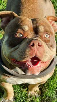 Cão american bully morre após PM atirar em animal; entenda história e saiba detalhes sobre a raça