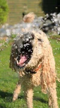 Confira receitas para refrescar seu cachorro nesse calor