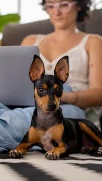 Meu pet me segue pela casa, devo me preocupar?