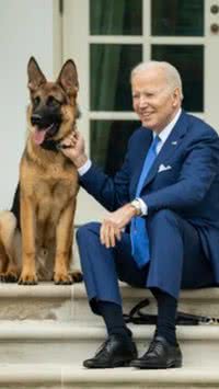 Cão do presidente Biden deixa a Casa Branca por motivo inusitado; confira