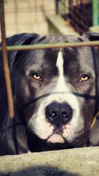 Pit bull é uma ameaça? Estudo aponta qual raça tem mais casos de ataques; saiba detalhes