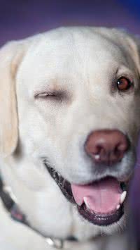 Saiba quais as raças de cães que mordem menos