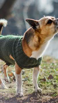 Alerta barulho! Confira as raças de cães mais escandalosas 