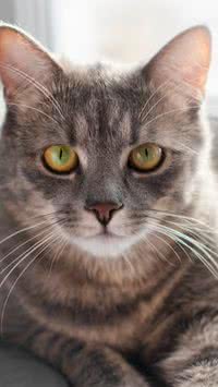6 curiosidades sobre gatos que você provavelmente não sabe